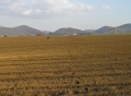 Felszántott földút a Ganadi-földeken (Nagybörzsöny mellett)