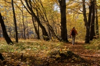 2009-10-31 az ősz színei a Puskaporos-hegyen2 (Lillafüred-Miskolc)