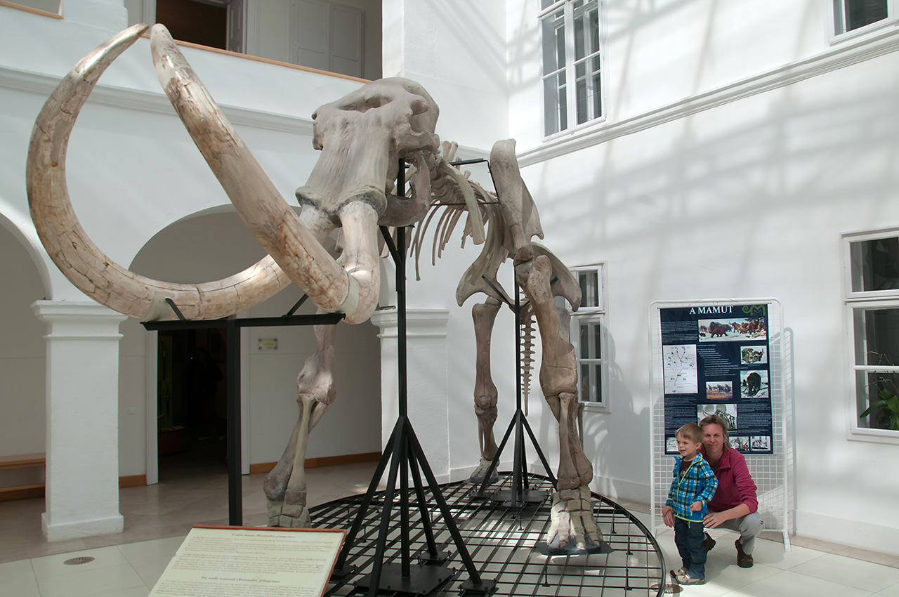 Mamut csontváz a gyöngyösi Mátra múzeumban